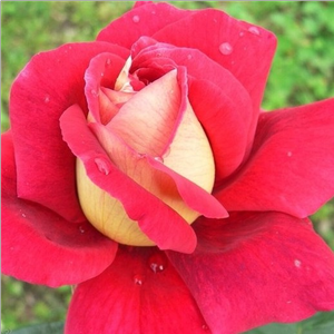 Zlato rumena,zunanji del lista češnjevo rdeč - Vrtnica čajevka